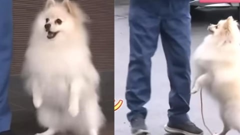 日本「博美警犬出道」不只是吉祥物！超強身手萌翻千萬網友