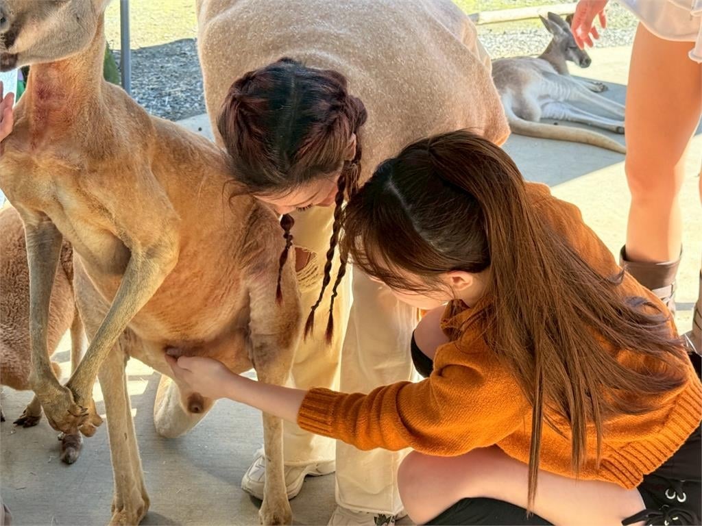 楊繡惠覺得很軟、首次體驗觸摸袋鼠蛋蛋的金娜妍更當場驚呼「真的很大！」讓全場笑翻