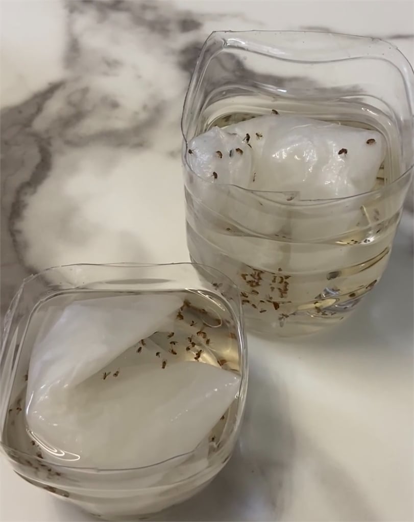 夏天小蟲滿屋飛怎麼辦？她用3材料DIY果蠅陷阱：放一下午戰果驚人