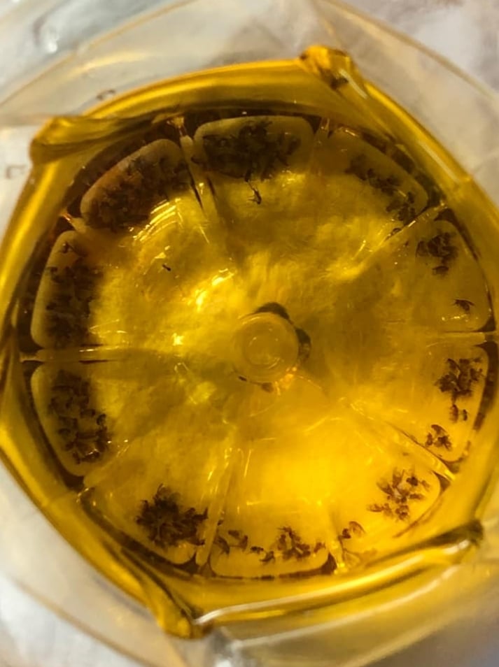 夏天小蟲滿屋飛怎麼辦？她用3材料DIY果蠅陷阱：放一下午戰果驚人