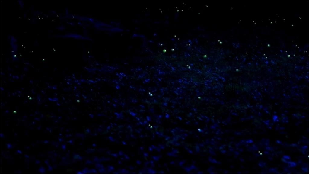 陸地版藍眼淚！　螢火蟲「黃綠光」交織「地毯藍」夢幻滿分