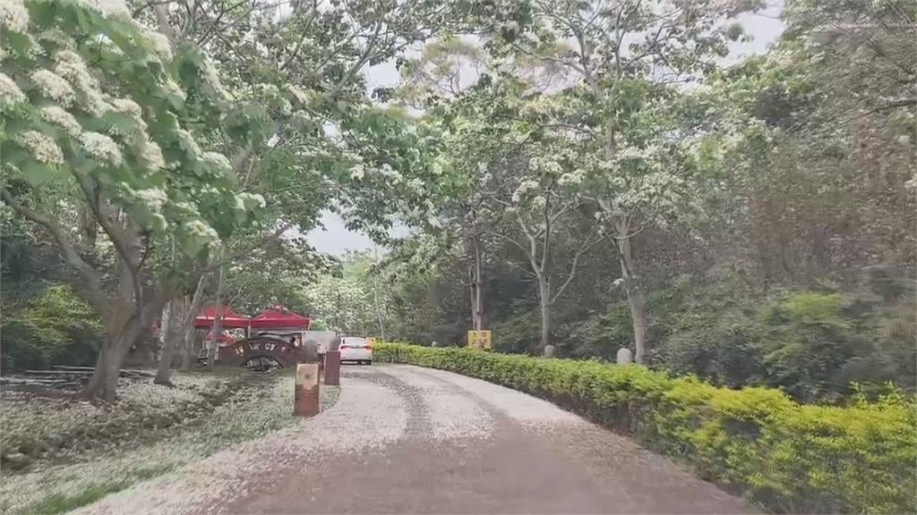 陸地版藍眼淚！　螢火蟲「黃綠光」交織「地毯藍」夢幻滿分