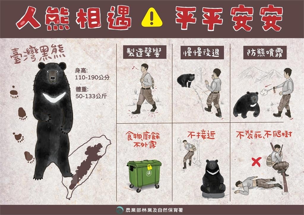 快新聞／台灣黑熊現蹤！宜蘭林道直擊身影　防熊措施一次看