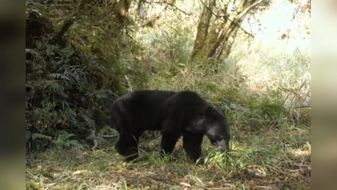 台灣黑熊現蹤！宜蘭林道直擊身影　防熊措施一次看