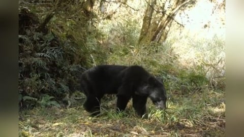 黑熊出沒棲蘭山林道　林保署示警：範圍接近人類生活區域