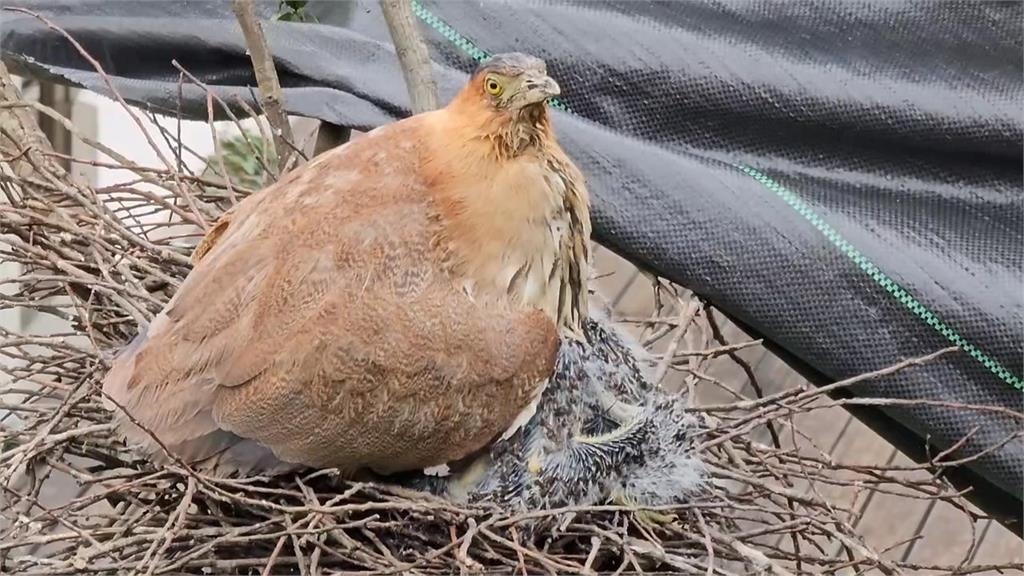 修剪樹枝侵擾鳥巢挨批 宜縣某國中道歉、緊急補救