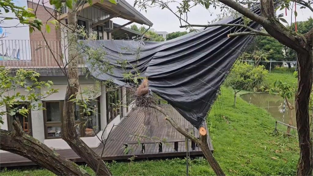 修剪樹枝侵擾鳥巢挨批 宜縣某國中道歉、緊急補救