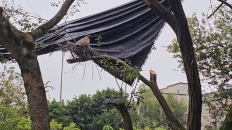 修剪樹枝侵擾鳥巢挨批　宜縣某國中道歉、緊急補救