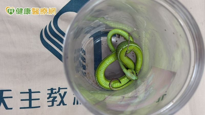 老翁遭蛇咬「以口吸毒」還帶「兇手」求救　醫示警：不當處置更危險