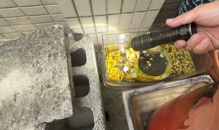 白沙屯媽祖進香"登革熱風險" 朝天宮周邊加強清消