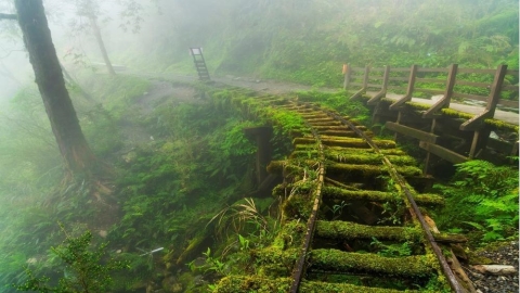 情緒管理受關注：森林療癒與綠色環境帶來身心調適新趨勢