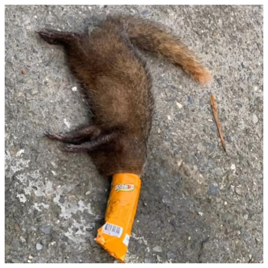 又是塑膠袋害命！居民驚見「松鼠悶死」：誰給牠套的枷鎖？