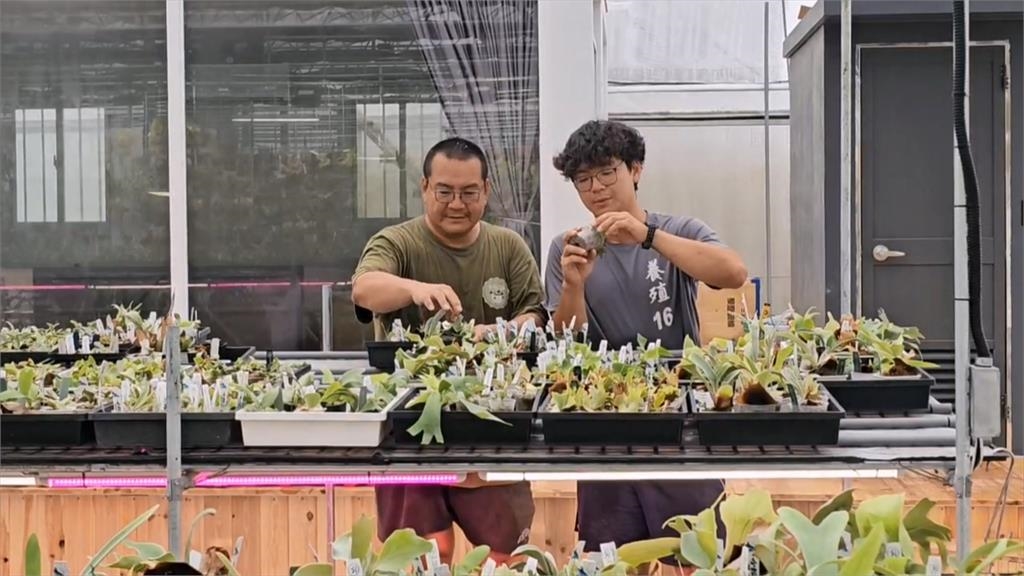 獨／危機變轉機！丹娜絲毀鹿角蕨溫室　全家投入重建「鹿角蕨豪宅」