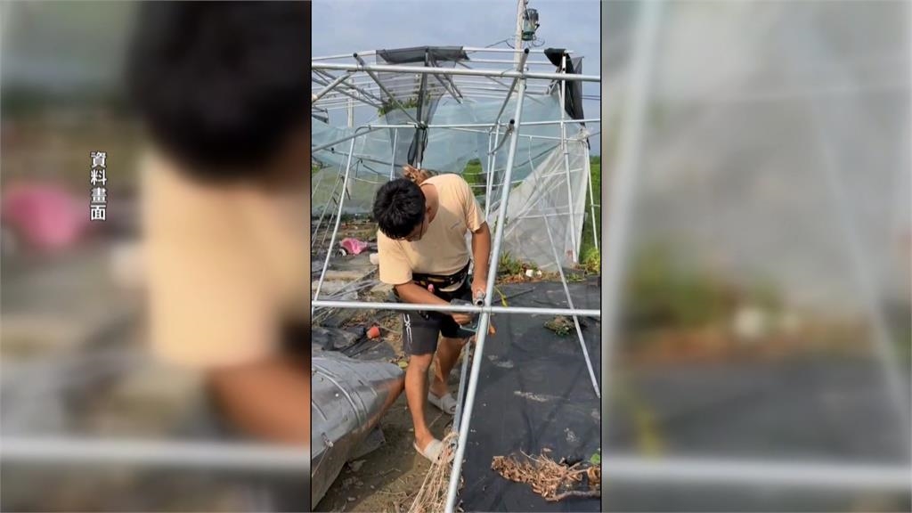 獨／危機變轉機！丹娜絲毀鹿角蕨溫室　全家投入重建「鹿角蕨豪宅」