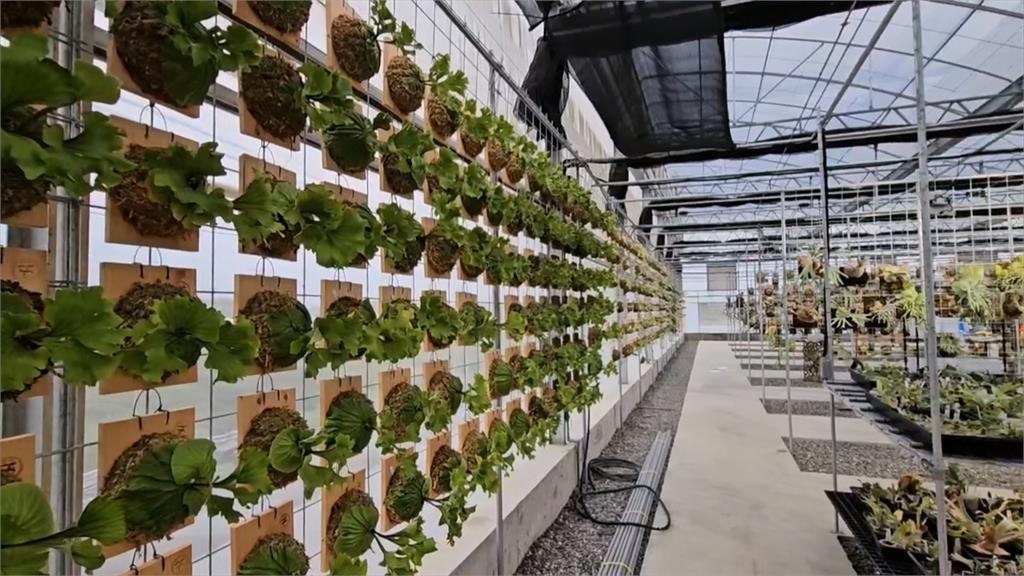 獨／危機變轉機！丹娜絲毀鹿角蕨溫室　全家投入重建「鹿角蕨豪宅」