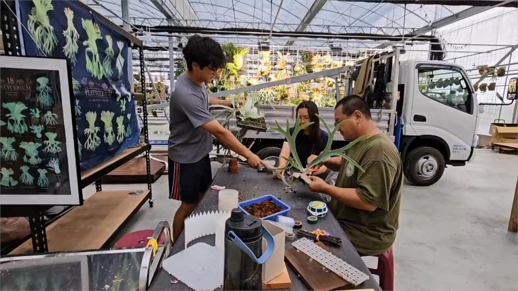 獨／危機變轉機！丹娜絲毀鹿角蕨溫室　全家投入重建「鹿角蕨豪宅」