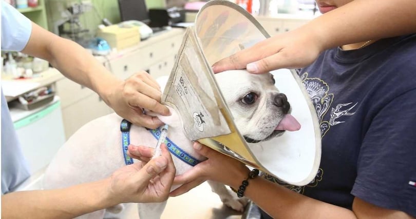 寵物用藥新制原訂7月上路，卻在爭議中急踩煞車，並宣布直接註銷，制度走向仍未明朗。（圖／報系資料照）&nbsp;