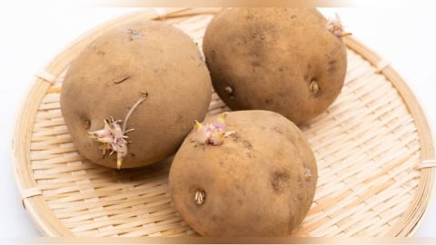 發芽馬鈴薯法國人照吃不誤？網掀兩派論戰　Cheap傻眼：網軍在害人