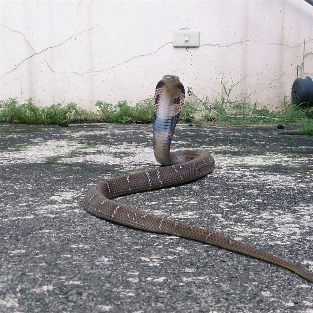 「世界最長蛇」恐高雄落地生根？專家曝「這條溪」是熱區...現蹤19次