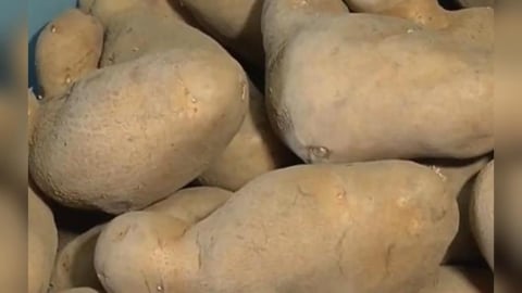 「發芽馬鈴薯」流竄市場？農業部親上火線駁斥：不合格一律銷毀！