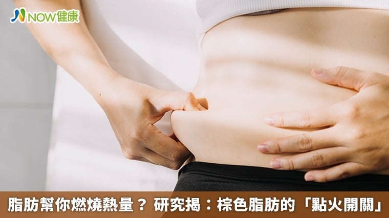 脂肪幫你燃燒熱量？ 研究揭：棕色脂肪的「點火開關」