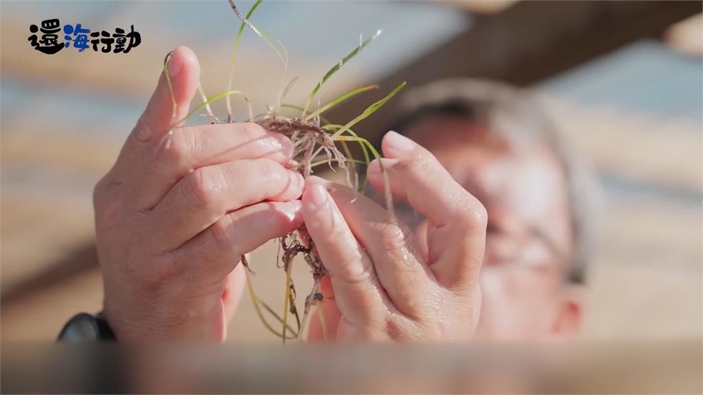 今周刊推"海草復育計畫" 回植2400株助生態多樣性