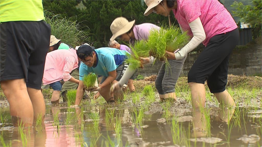 蓬萊米誕生陽明山竹子湖　傳遍全台各地改變耕作.飲食文化