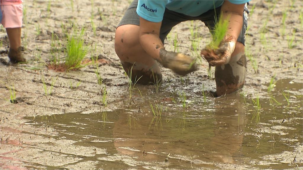 蓬萊米誕生陽明山竹子湖　傳遍全台各地改變耕作.飲食文化