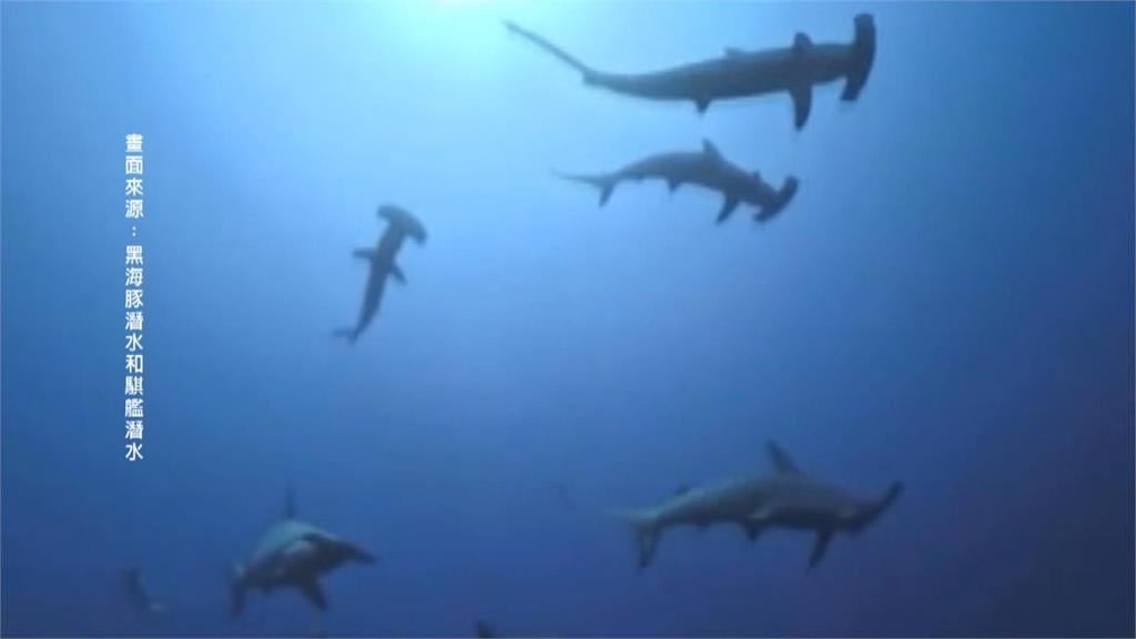 不用去日本！「錘頭鯊風暴」現蹤墾丁海域　潛水客驚呼連連