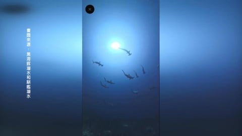 不用去日本！「錘頭鯊風暴」現蹤墾丁海域　潛水客驚呼連連