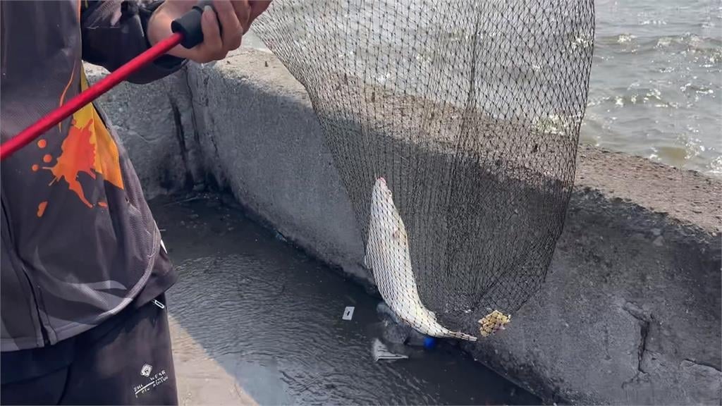 善心護魚放生活動成釣場？　東石鱸魚大軍遭「全殲」