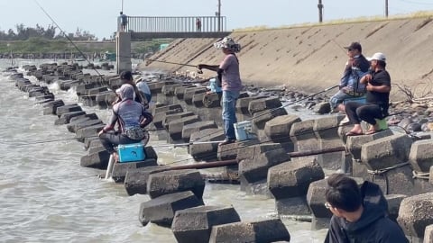 善心護魚放生活動成釣場？　東石鱸魚大軍遭「全殲」