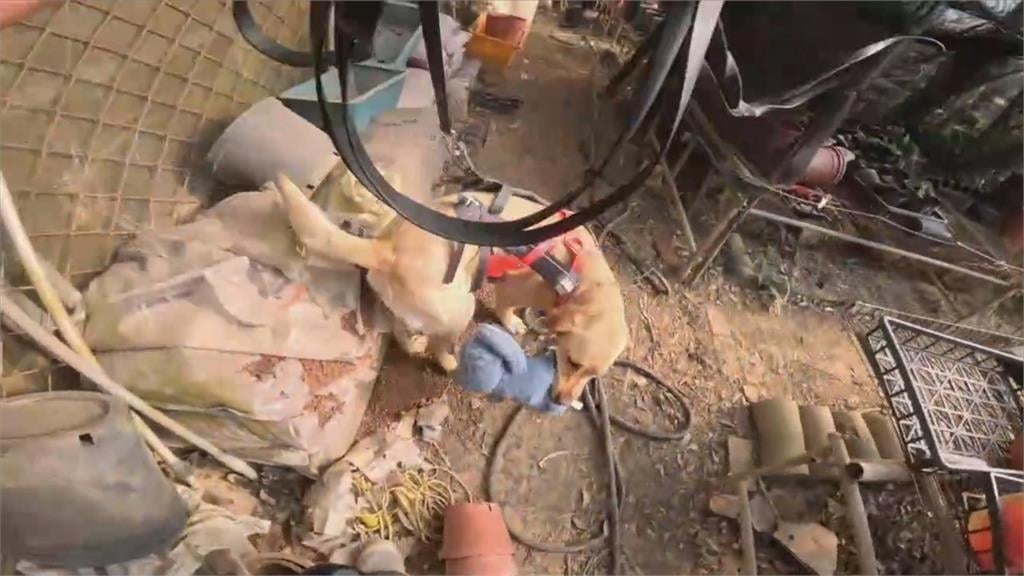 台中警犬隊Uhoo絕活獲肯定　通過德國高級路徑追蹤認證