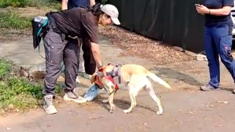 台中警犬隊Uhoo絕活獲肯定　通過德國高級路徑追蹤認證