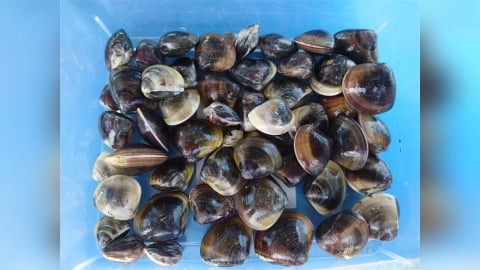 極端氣候衝擊養殖　文蛤「分段養殖」提升存活率與收益