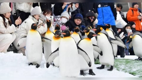 北海道旭山動物園驚傳棄屍案！　男員工丟妻遺體進焚化爐「隔天照常上班」
