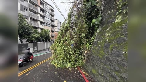 北北基桃大雨特報！淡水民族路「邊坡坍方」路樹倒塌占車道