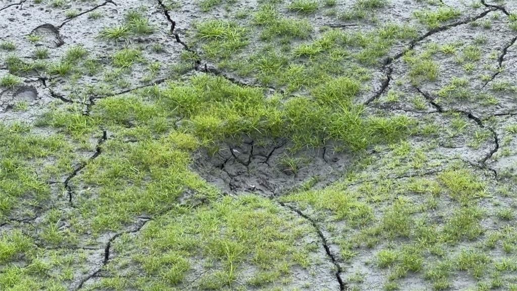 日月潭乾旱沙洲現「隕石坑」？　釣魚達人：淡水魚為產卵挖坑洞