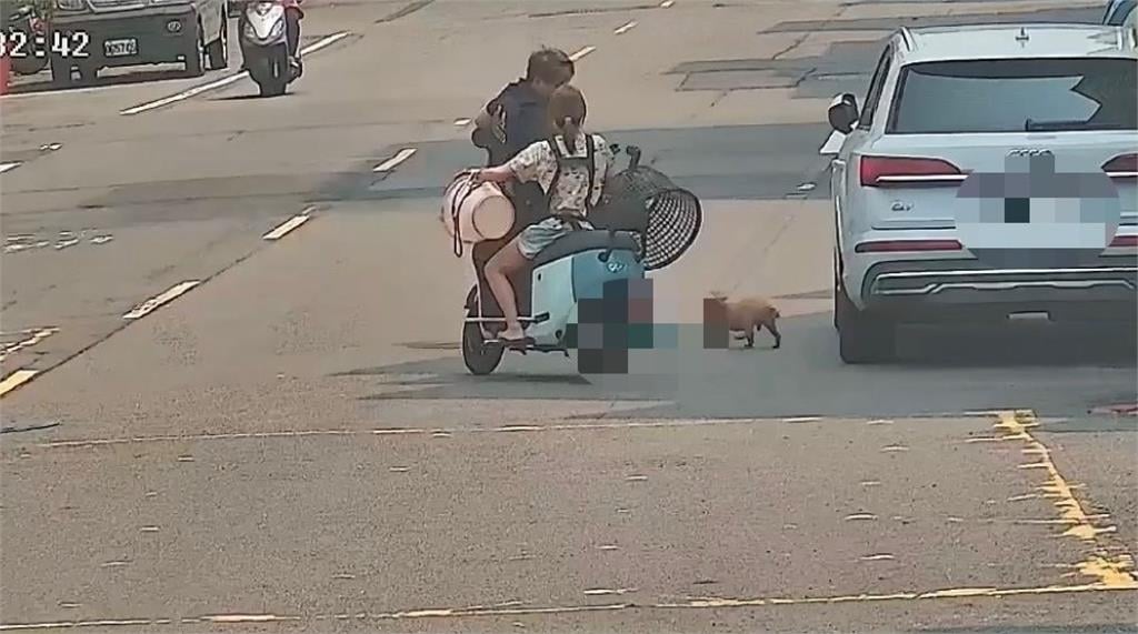 快新聞／飼主心碎找狗！紅貴賓鳳山街頭狂竄　警神反應「籃」住救回