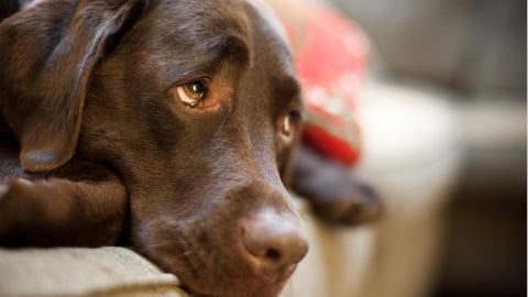 毛孩獨自在家都在做什麼？解析「寵物分離焦慮」行為與3大日常調整方式