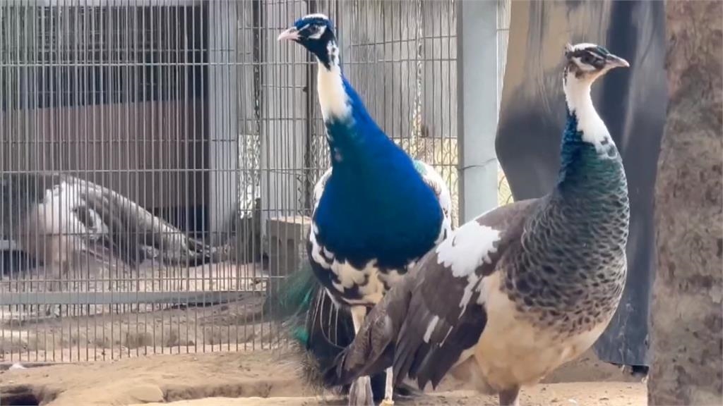 青花瓷孔雀換羽後！　藍白「瓷裂感」羽翼開屏令人驚艷