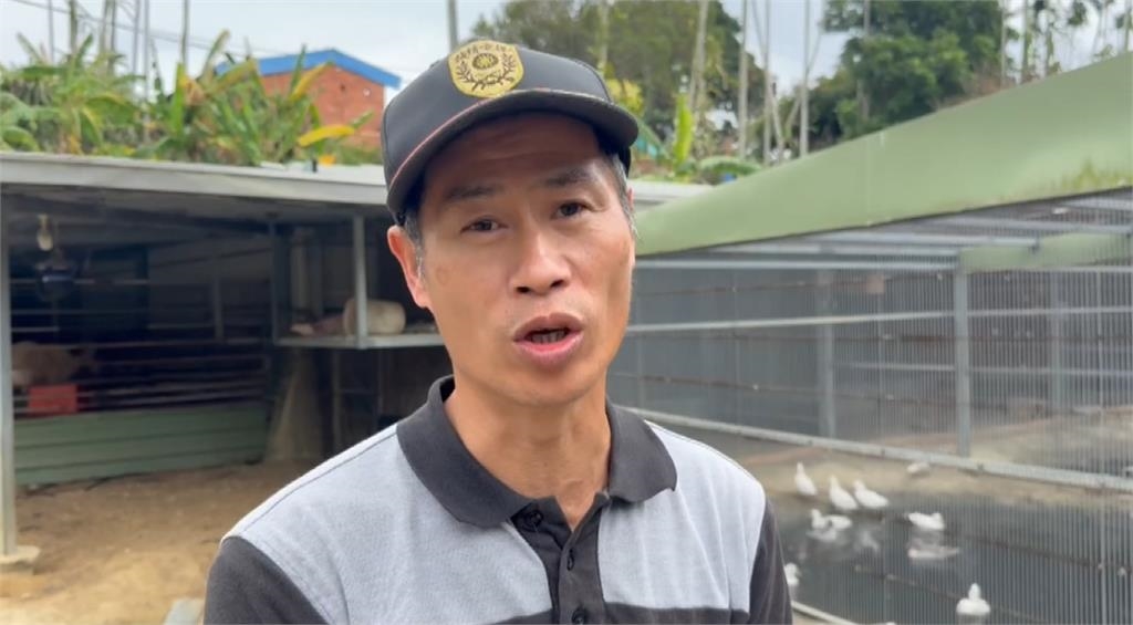 青花瓷孔雀換羽後！　藍白「瓷裂感」羽翼開屏令人驚艷