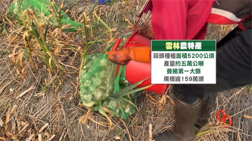 雲林蒜頭進豐收期！ 北上舉辦市集　將雲林農產實力推向全台