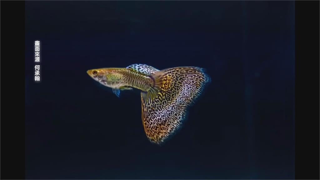 屏東孔雀魚超夯！產值佔全台７成　人工改良魚尾特徵