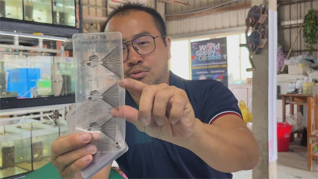 屏東孔雀魚超夯！產值佔全台７成　人工改良魚尾特徵