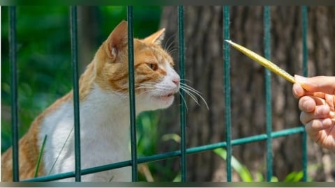 餵一次流浪貓變「法定飼主」！美國1城市新規上路　居民吵翻天