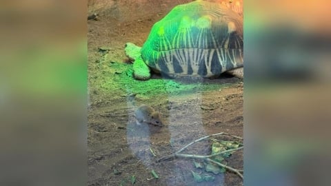 北市鼠患升溫？木柵動物園「米奇」亂竄　民怨：蔣萬安何時處理