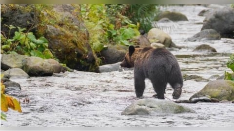日本北海道獵人開槍擊中野熊遭反撲　臉破相、頭部受重傷
