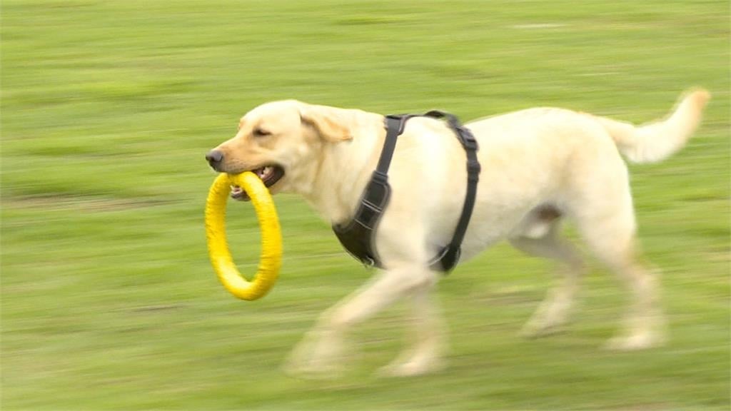 寵物也交友！出遊App整合友善地圖　幫毛孩找伴也幫主人擴社交圈