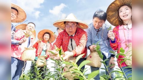 黃偉哲與茶之魔手開創茶產業  東山區採收第一批台南茶！